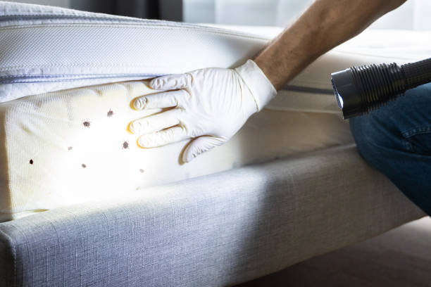 Best Pest Prevention Services  in Denver, IA